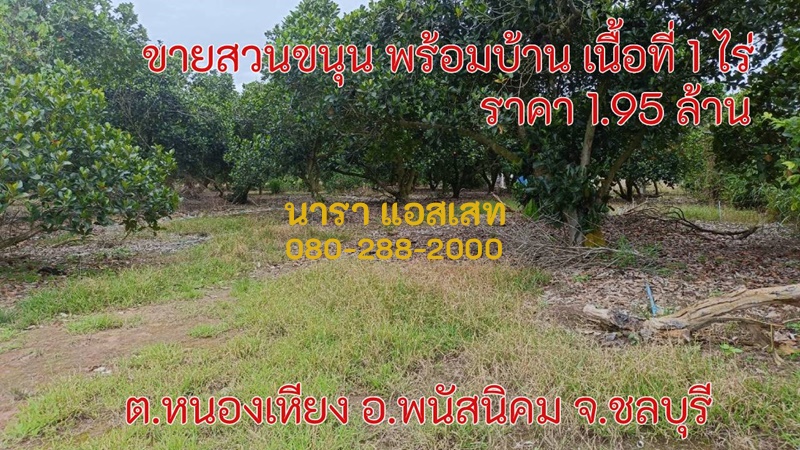 ขายสวนขนุน 1 ไร่ พร้อมบ้าน