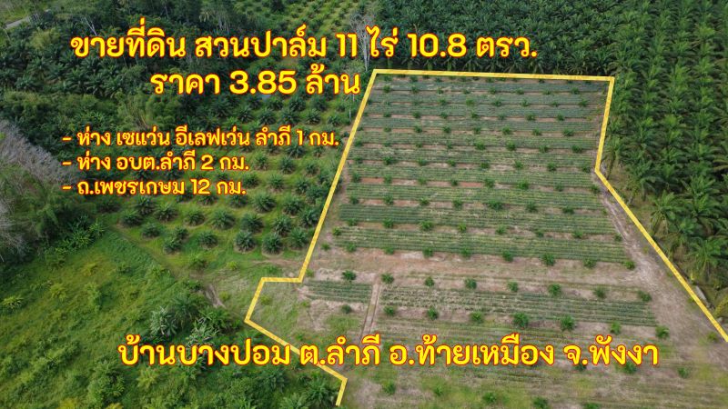 ขายที่ดินสวนปาล์ม 11 ไร่ 10.8 ตร.วา ราคา 3.85 ล้านบาท
